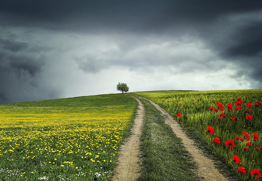 Dirt path through green meadow with red poppies and storm clouds