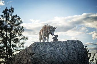 Siberian Husky Standing on Rocky Outcrop in Nature