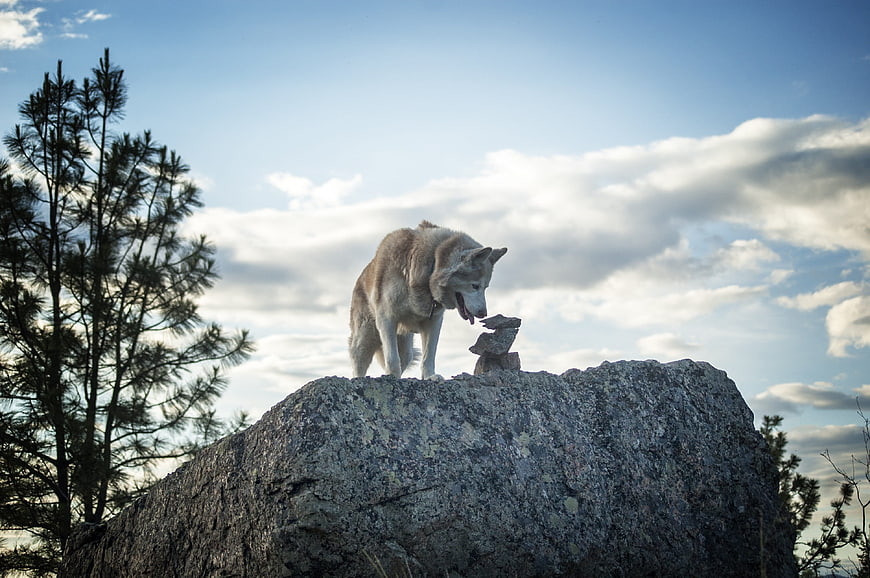 Siberian Husky Standing on Rocky Outcrop in Nature