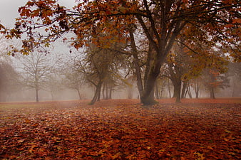 Misty Autumn Forest with Orange Leaves and Foggy Trees