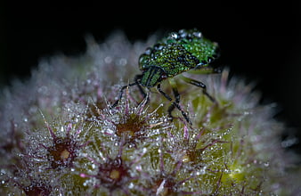 Macro shot of green shield bug on dewy plant