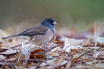 Dark-eyed Junco Bird on Forest Floor Leaves
