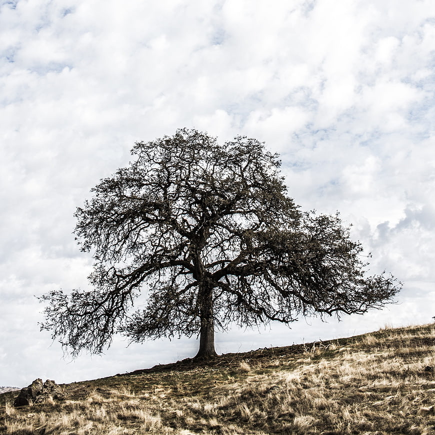 Solitary Oak Tree on Grassy Hill Under Cloudy Sky