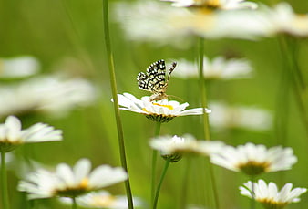 Checkered Skipper Butterfly on White Daisy in Green Meadow