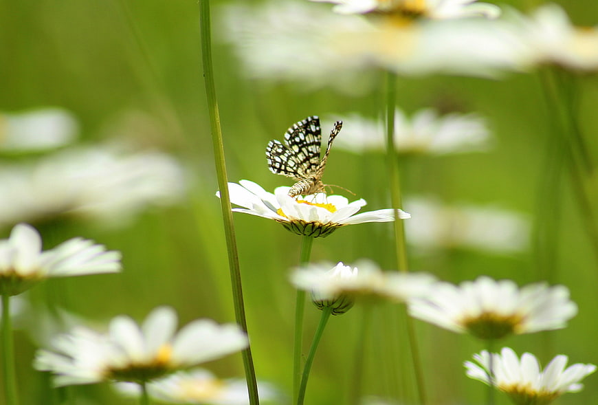 Checkered Skipper Butterfly on White Daisy in Green Meadow