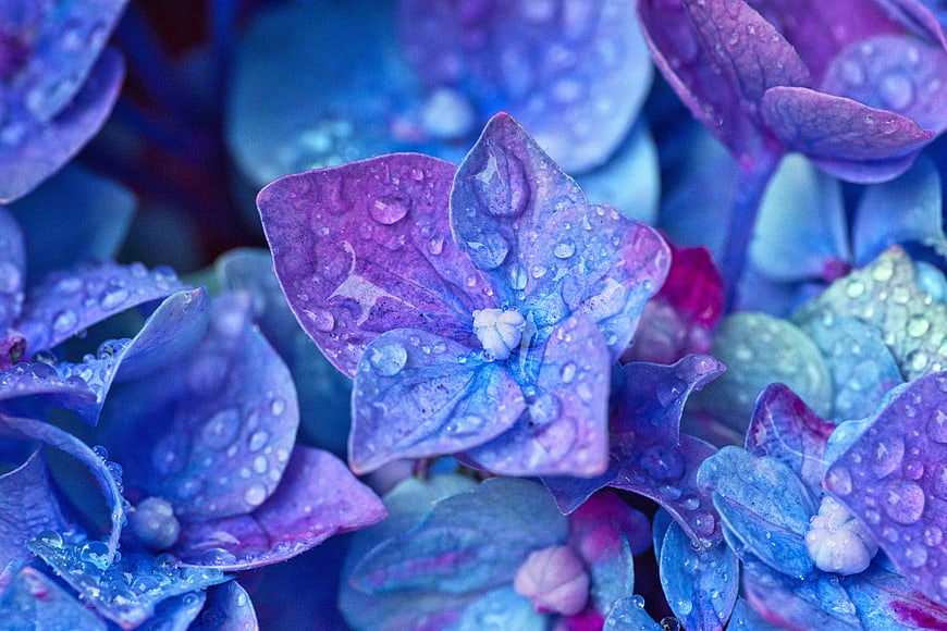 Close-up of blue and purple hydrangea flowers with water droplets