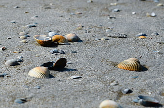 Scattered Seashells on Sandy Beach Shore