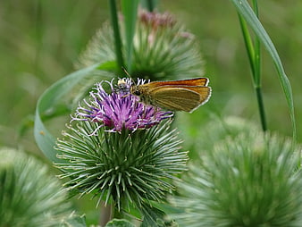 Small Skipper Butterfly on Purple Thistle Flower Macro