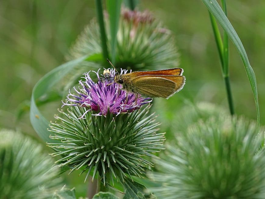 Small Skipper Butterfly on Purple Thistle Flower Macro