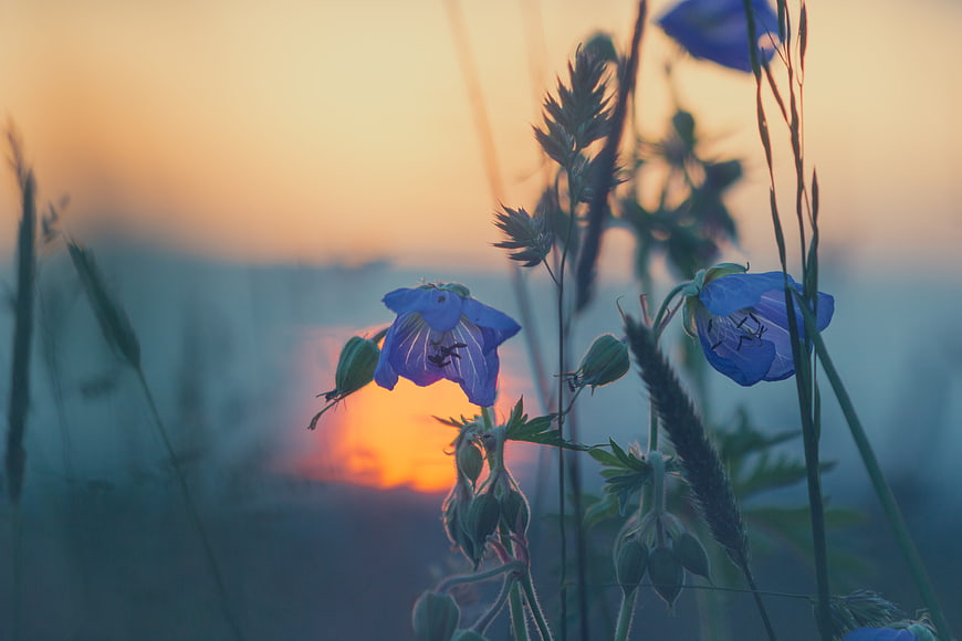 Blue wildflowers silhouetted against a golden sunset in a meadow
