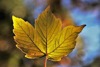 Backlit Yellow Autumn Leaf Macro Close Up