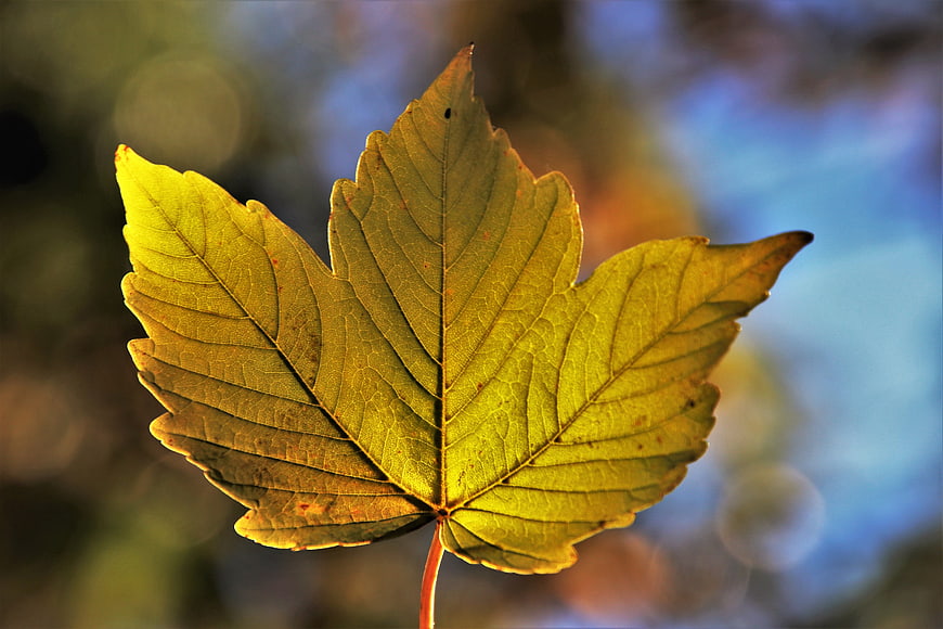 Backlit Yellow Autumn Leaf Macro Close Up