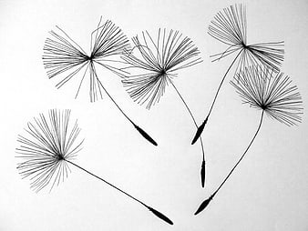 Black and white dandelion seeds on white background