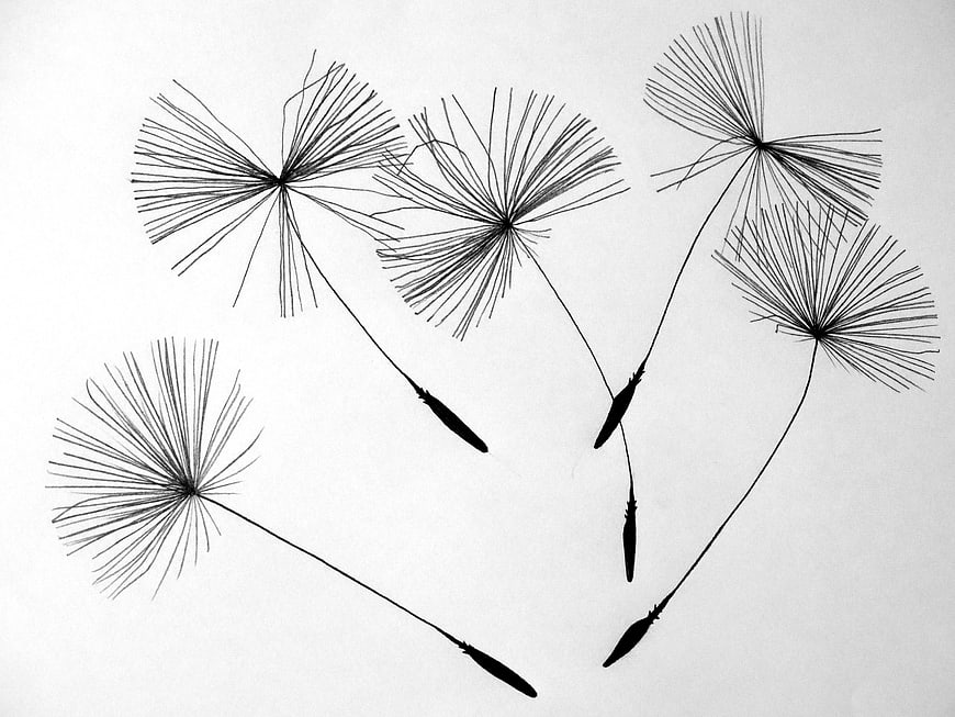 Black and white dandelion seeds on white background