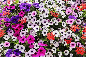 Vibrant Multicolored Petunia and Geranium Flower Bed Close Up