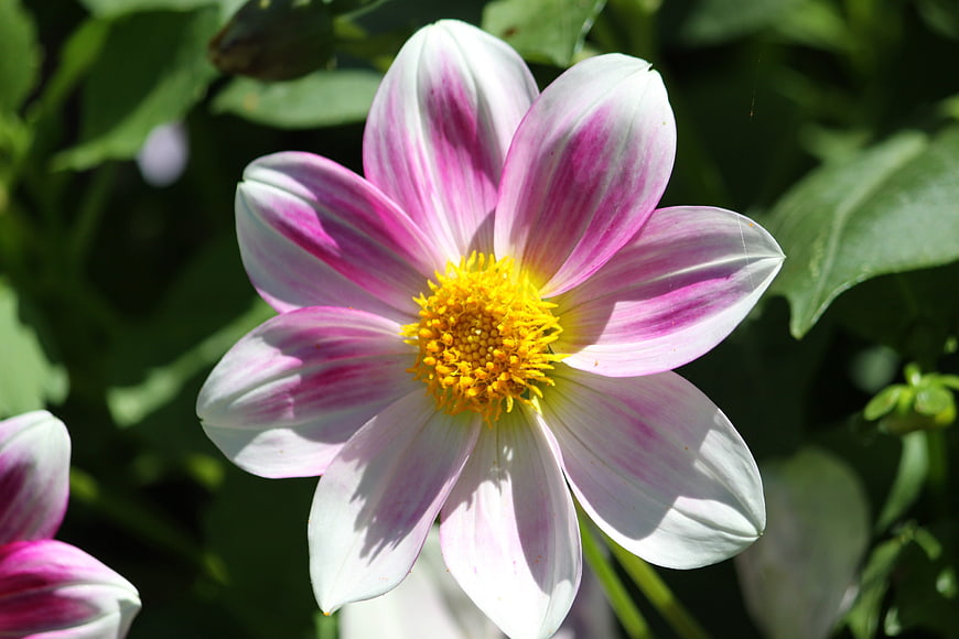 Close-up of white and pink dahlia flower with yellow center