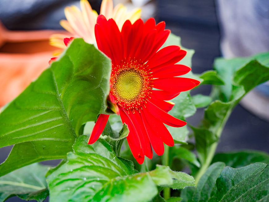 Vibrant Red Gerbera Daisy Close-Up with Green Leaves