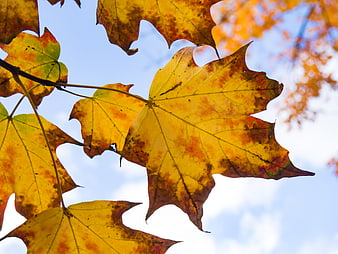 Yellow Maple Leaves Against Blue Sky in Autumn