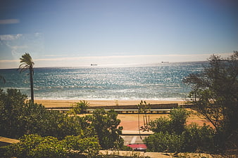 Sunny Beach View with Palm Tree and Ocean Horizon