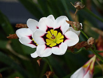 Close-up of White Triteleia Flower with Yellow and Maroon Center