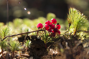Close-up of bright red lingonberries in a sunlit forest