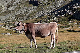 Brown cow with bell grazing in rocky alpine pasture