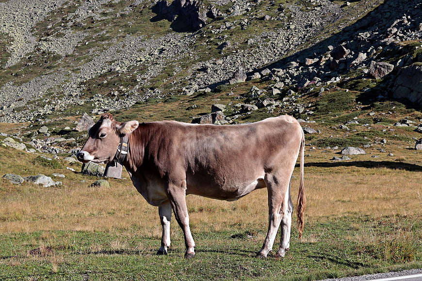 Brown cow with bell grazing in rocky alpine pasture