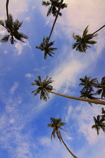 Low angle view of tall coconut palm trees against blue sky