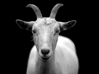 Portrait of a white goat with horns on black background