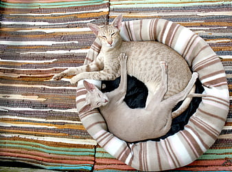 Two cats sleeping together in a striped pet bed