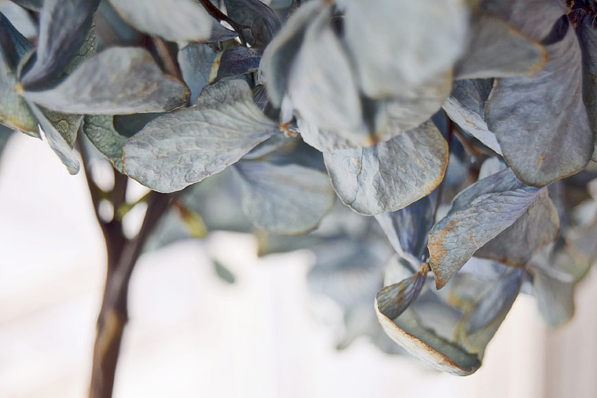 Close-up of dried blue hydrangea leaves with textured details