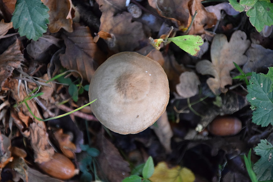 Top View of Brown Mushroom in Autumn Leaves