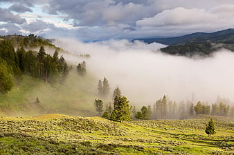 Misty Mountain Landscape with Pine Forest and Green Hills