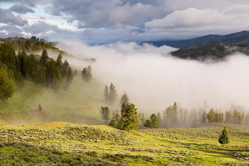 Misty Mountain Landscape with Pine Forest and Green Hills