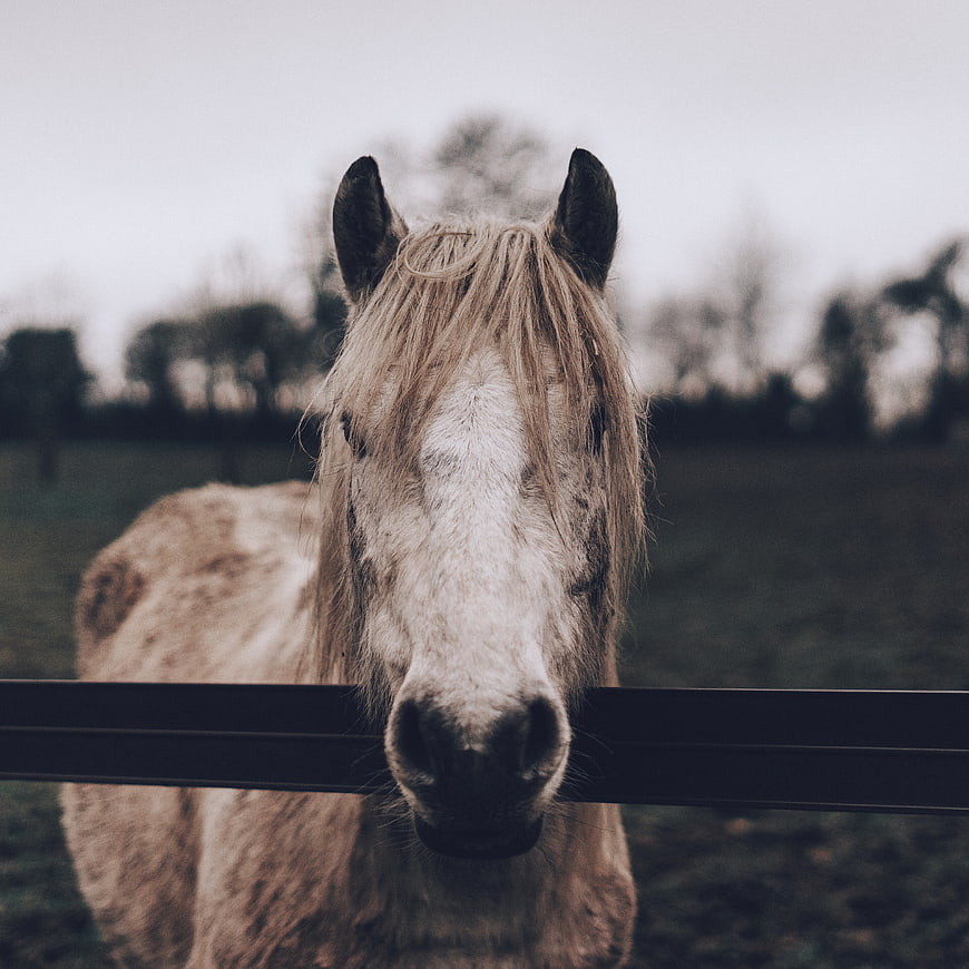 Close-up of a white horse looking over a black fence