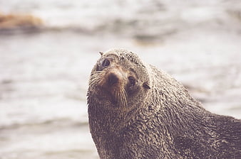Close-up of a wet sea lion looking up on a beach