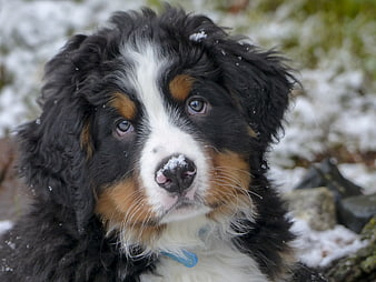 Close-up portrait of a Bernese Mountain Dog puppy in the snow
