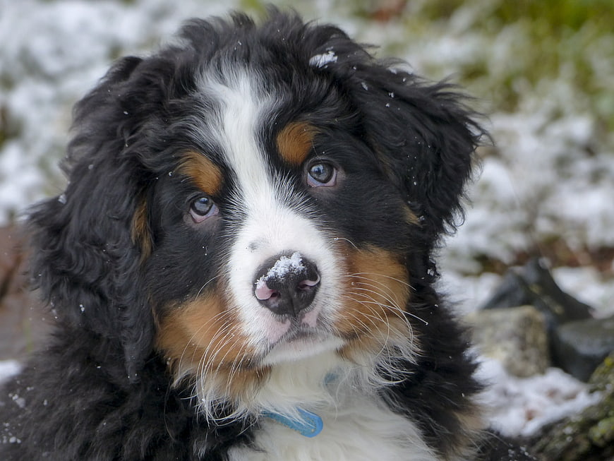 Close-up portrait of a Bernese Mountain Dog puppy in the snow