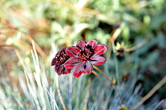 Close-up of Dark Red Flower with Blurred Green Background