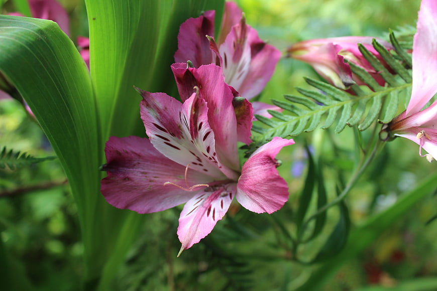 Close-up of Pink Alstroemeria Flower in Garden