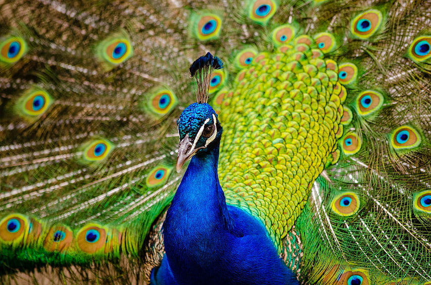 Vibrant Peacock Displaying Colorful Tail Feathers