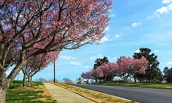 Cherry Blossom Trees Lining a Road in Spring