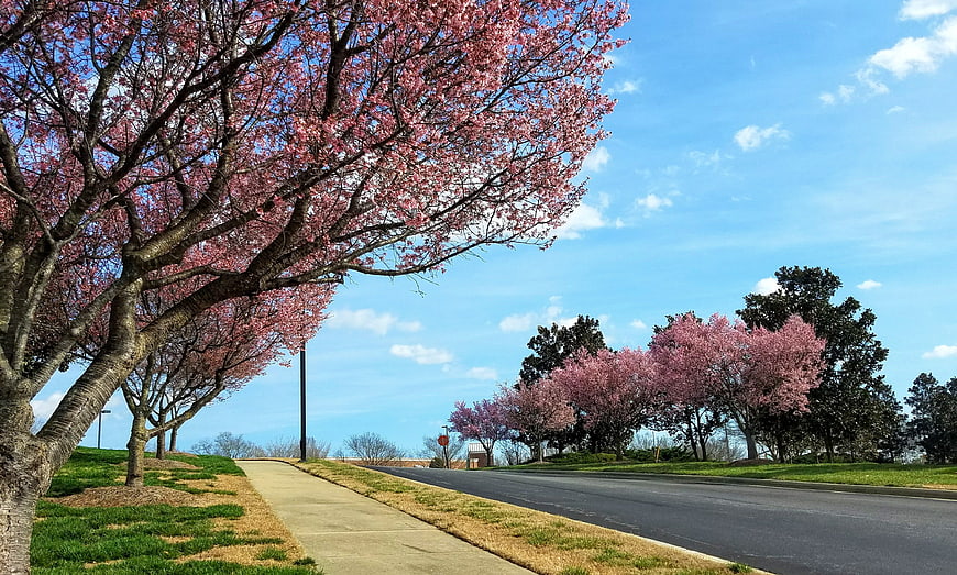Cherry Blossom Trees Lining a Road in Spring