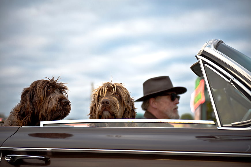 Two dogs and man in vintage convertible car