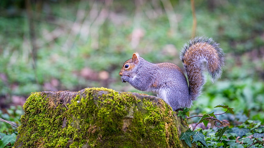 Cute squirrel eating nut on mossy rock in forest