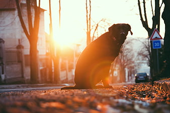 Black dog sitting on sidewalk at golden hour sunset