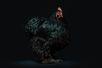 Majestic black chicken with iridescent feathers on dark background