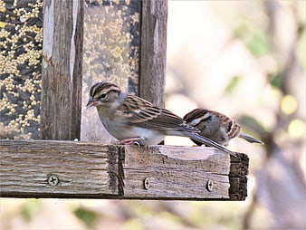 Two sparrows perched on a wooden bird feeder
