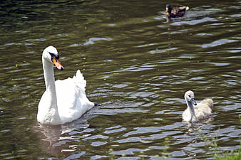 White Swan and Cygnet Swimming in River with Duck