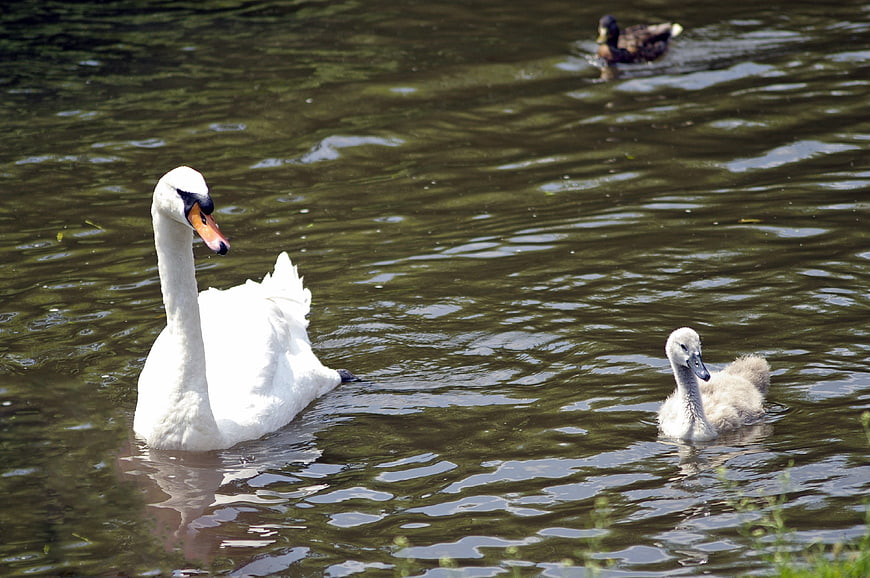 White Swan and Cygnet Swimming in River with Duck